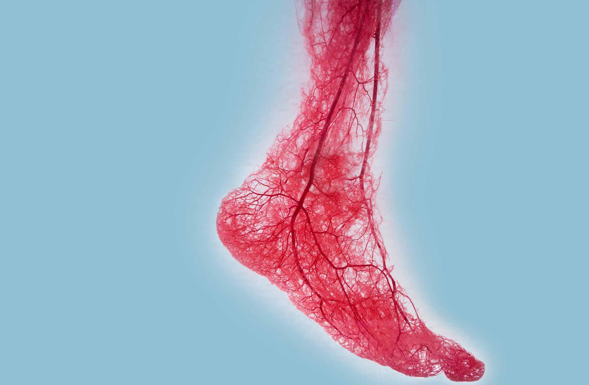 Stock Image of Leg Nervous System
