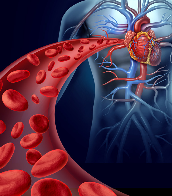 Stock Image of Blood Flow to Heart